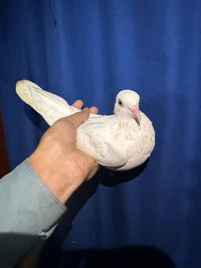low flyer female breeder