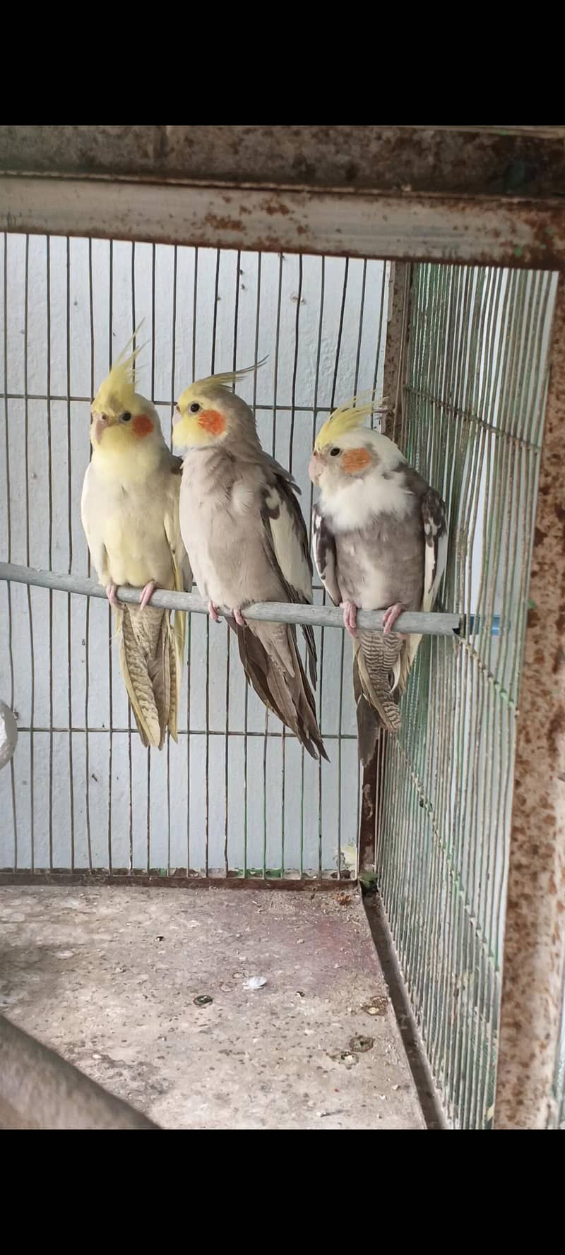for sell 2