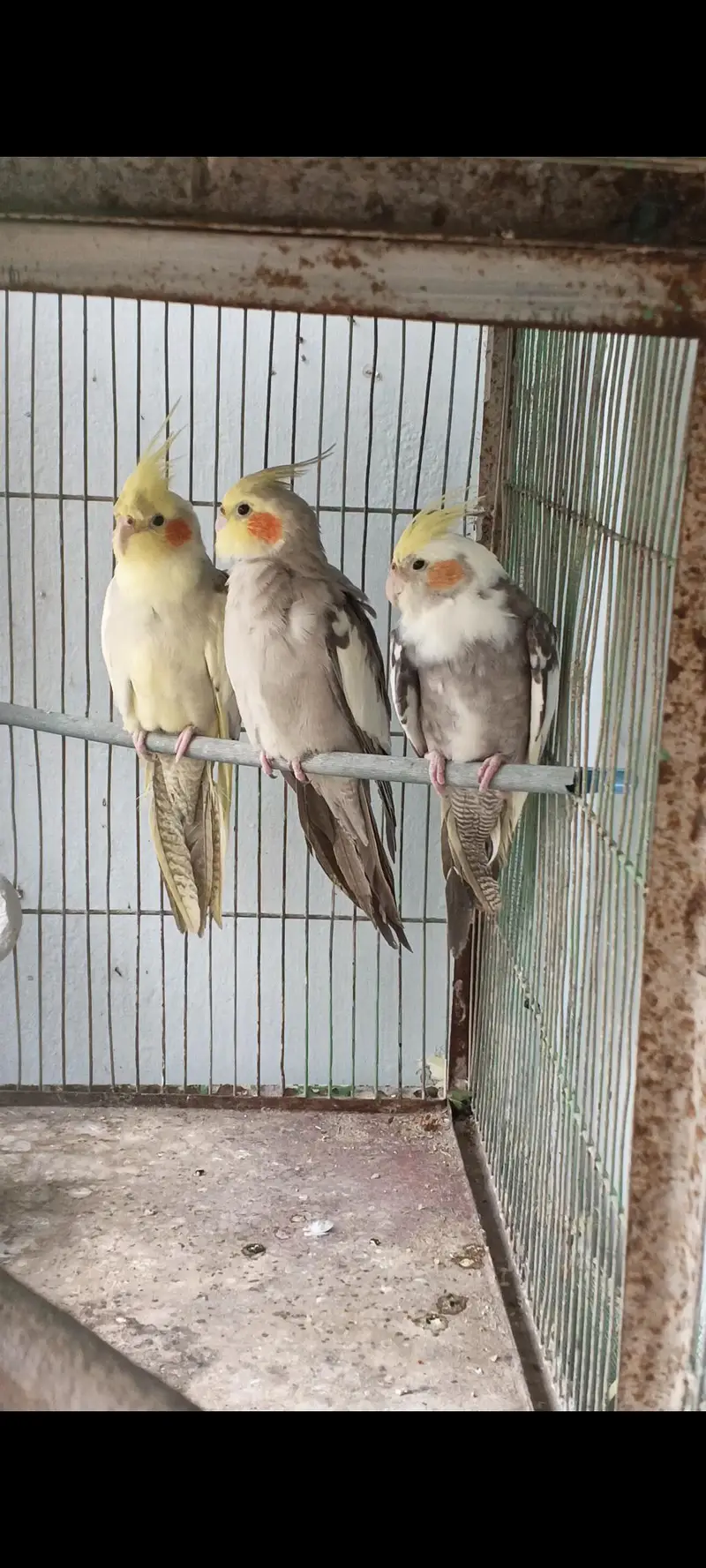 for sell — photo 3