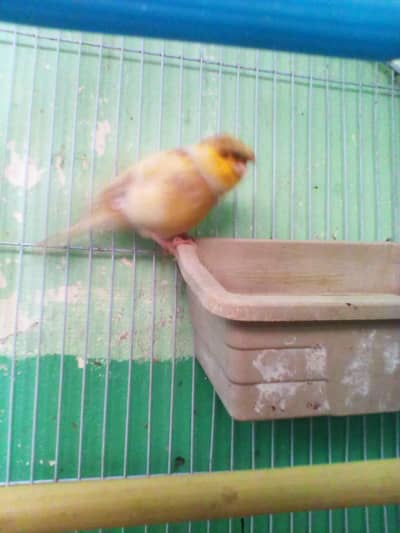 canary Gulastar confirm male no singing