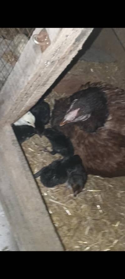 10 CHICKS THAI BURMI and mother Pakistani