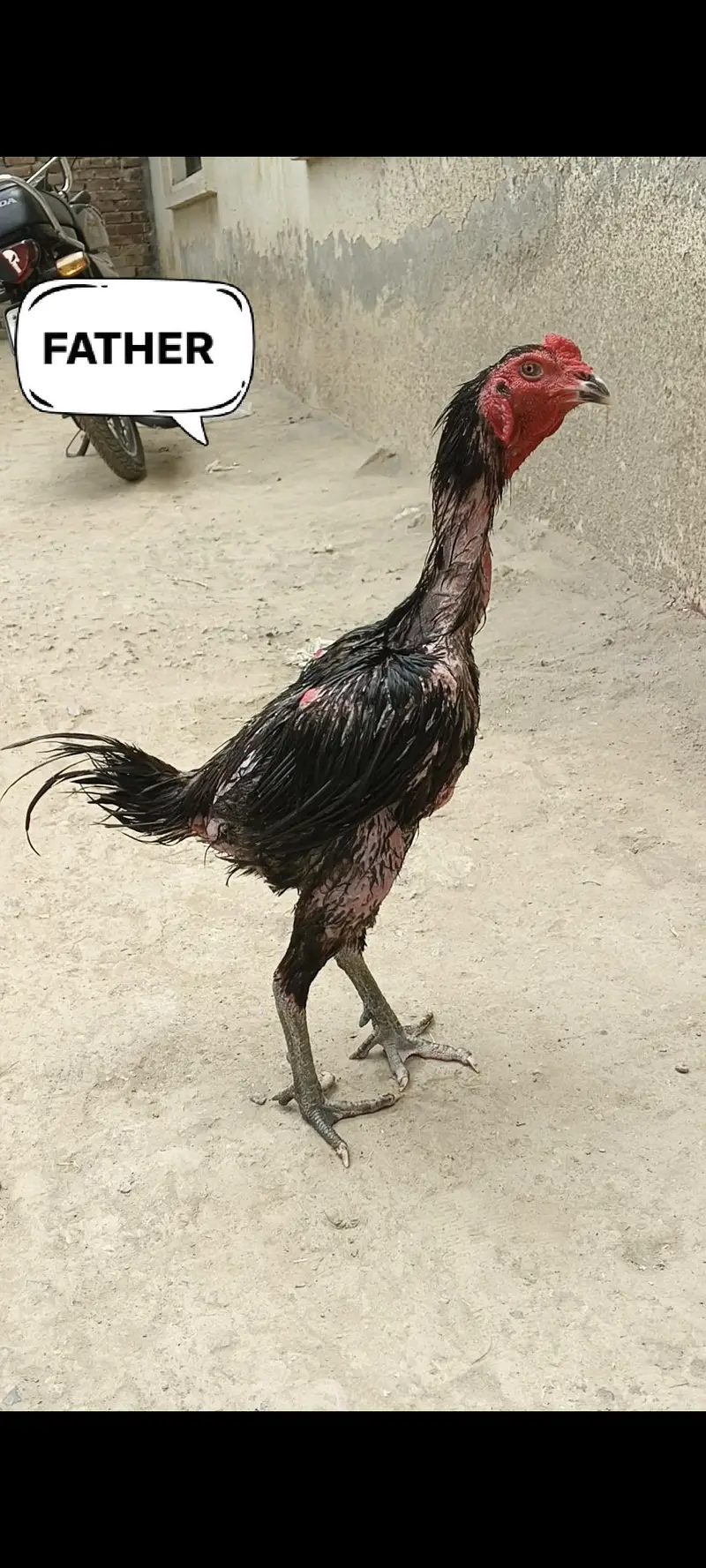 10 CHICKS THAI BURMI and mother Pakistani — photo 3