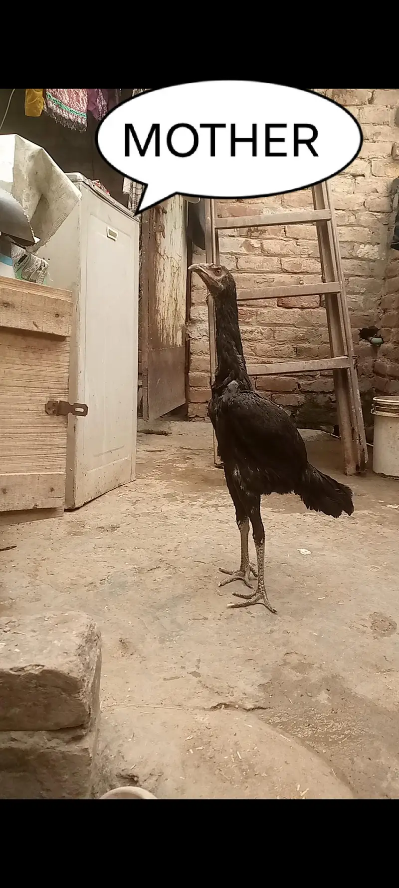 10 CHICKS THAI BURMI and mother Pakistani — photo 4