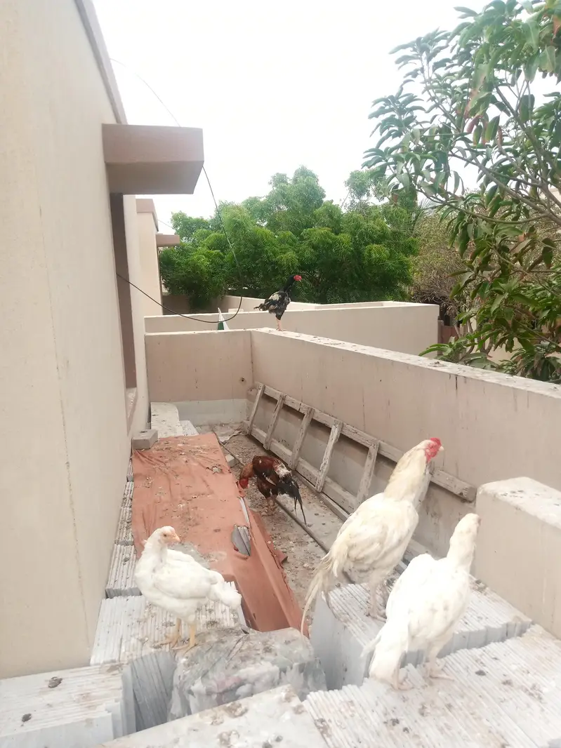 White Paper Heera Aseel  and Jawa Aseel — photo 3