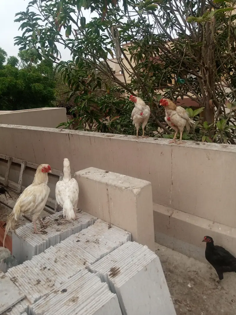 White Paper Heera Aseel  and Jawa Aseel — photo 5