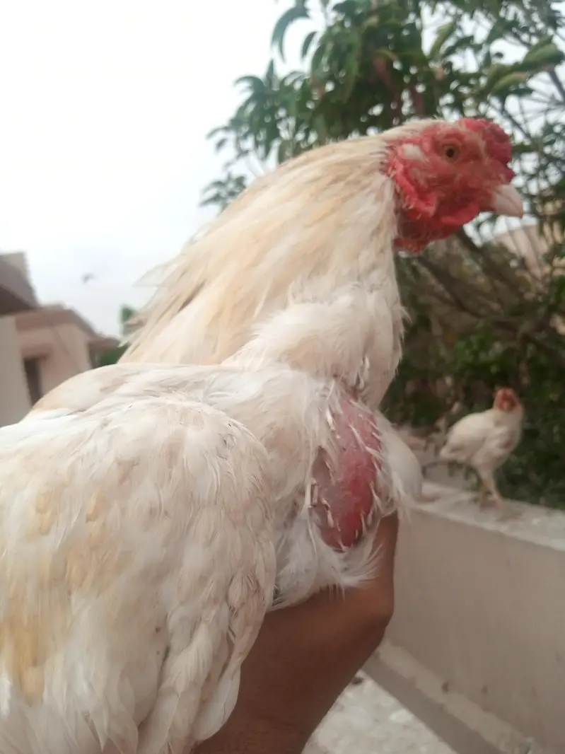White Paper Heera Aseel  and Jawa Aseel — photo 6