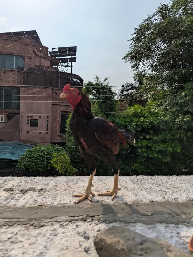 pure mianwali old bloodline — photo 3