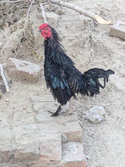 Fancy birds