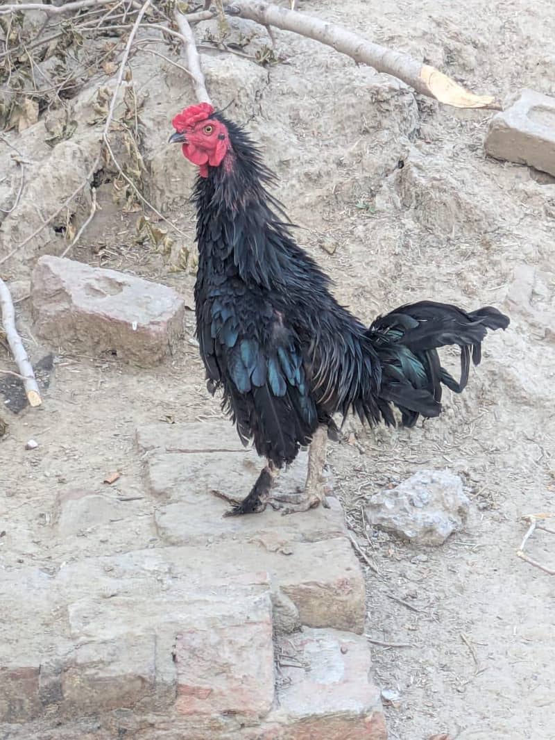 Fancy birds 0