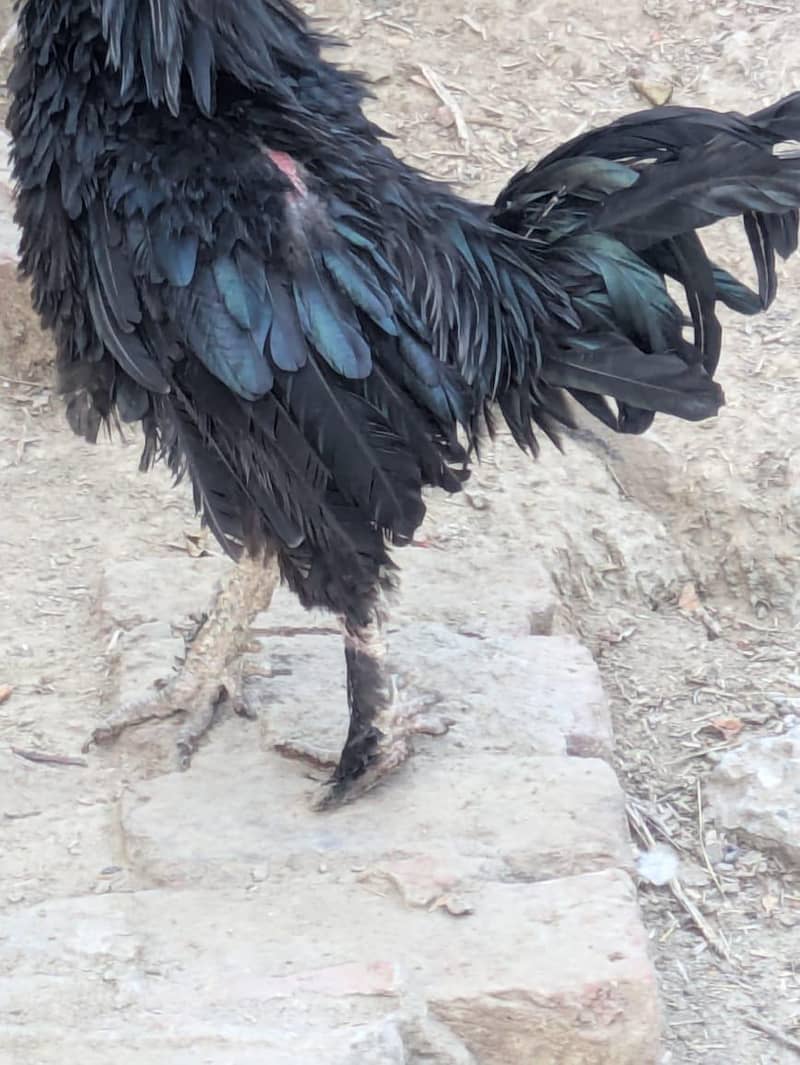 Fancy birds 1