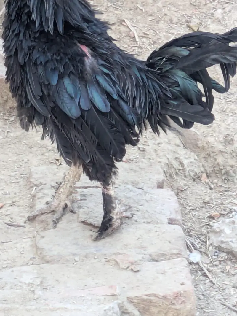 Fancy birds — photo 2