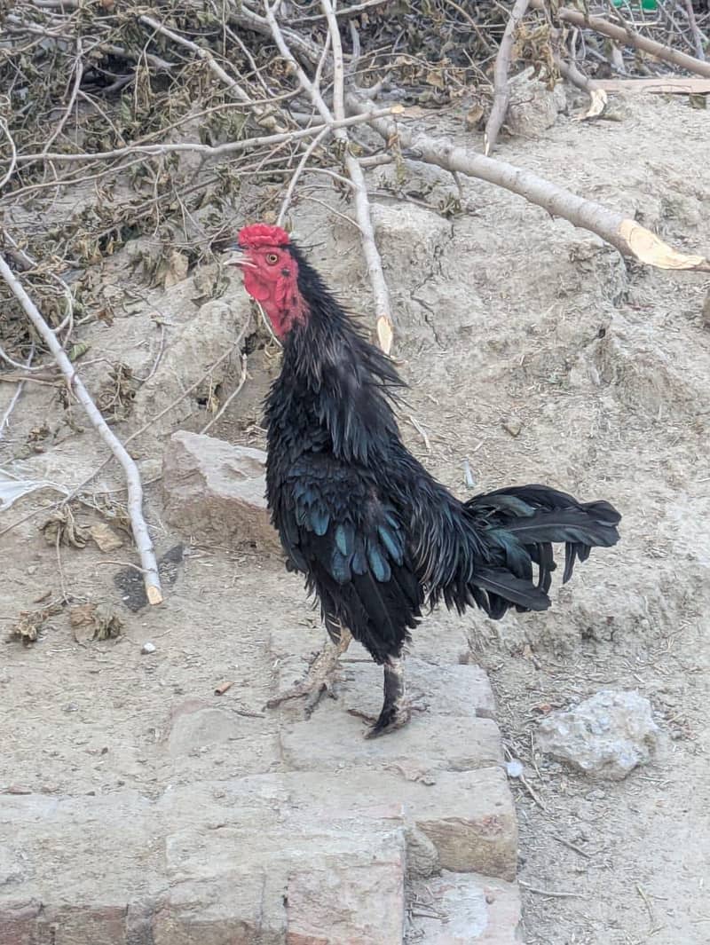 Fancy birds 2