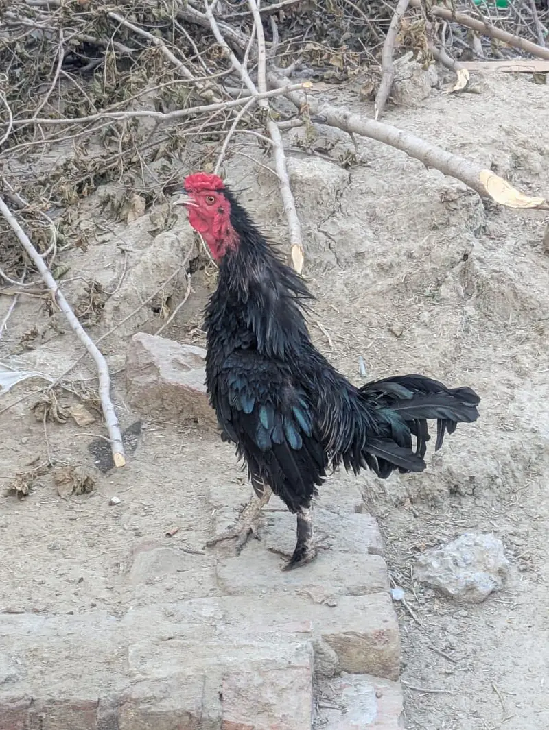 Fancy birds — photo 3