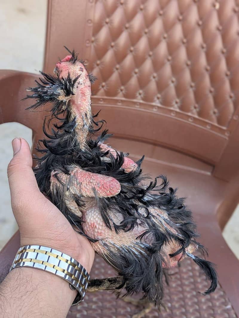 Fancy birds 3