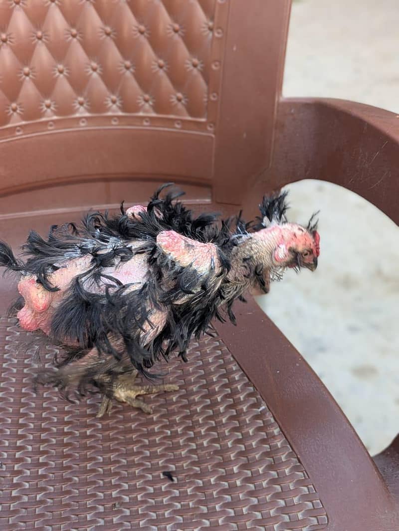 Fancy birds 4