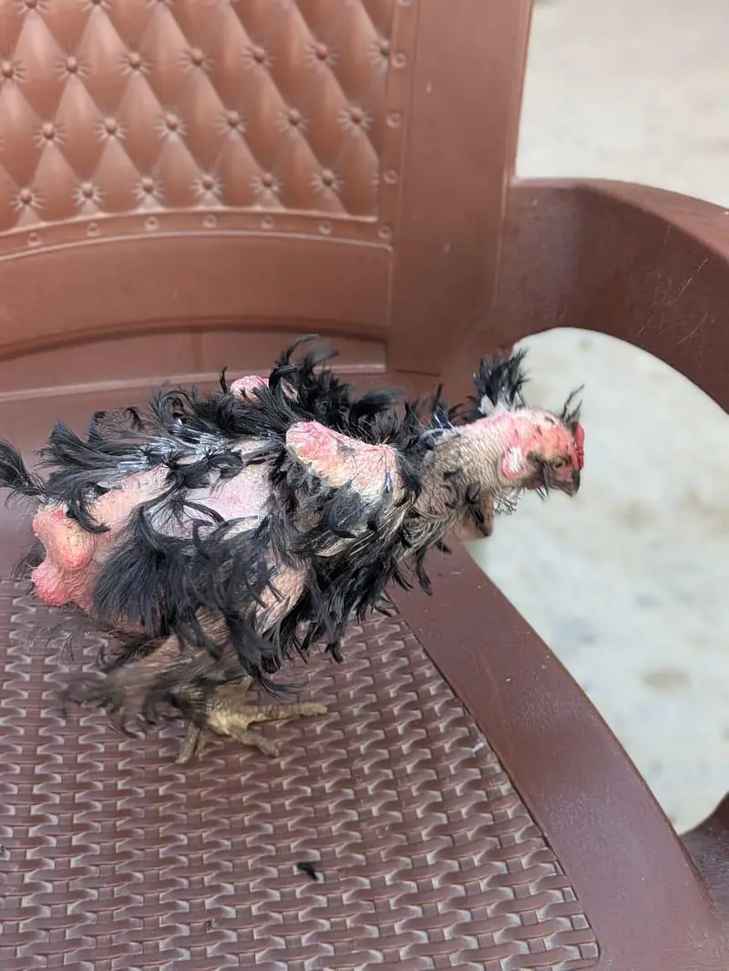 Fancy birds — photo 5