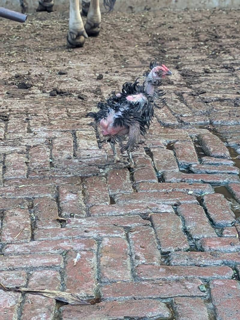 Fancy birds 5