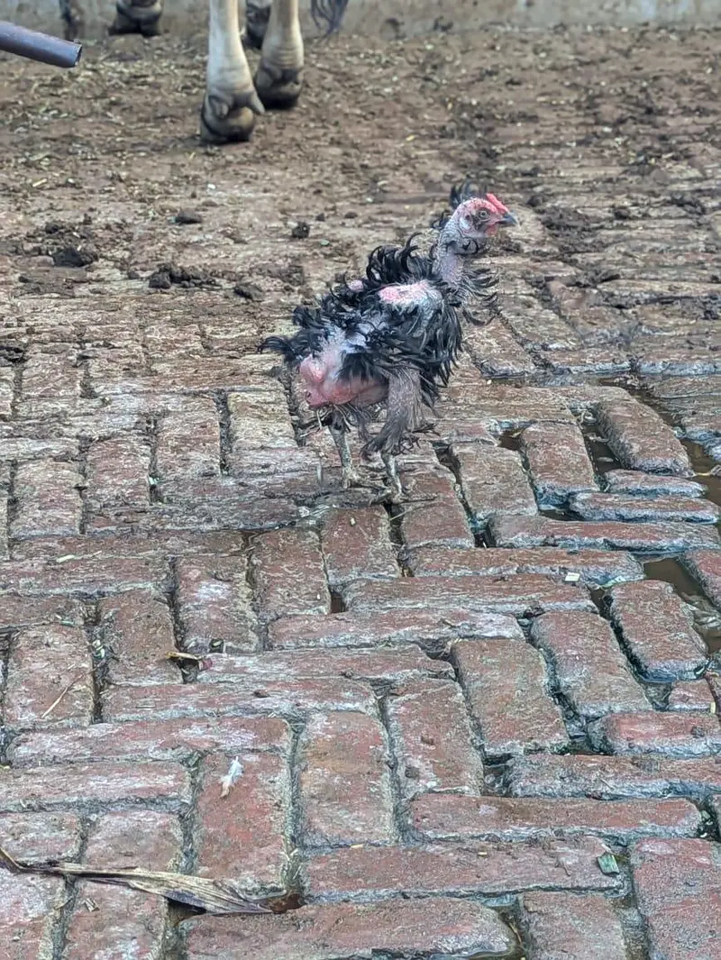 Fancy birds — photo 6
