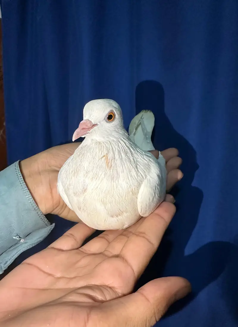 low flyer female breeder — photo 5