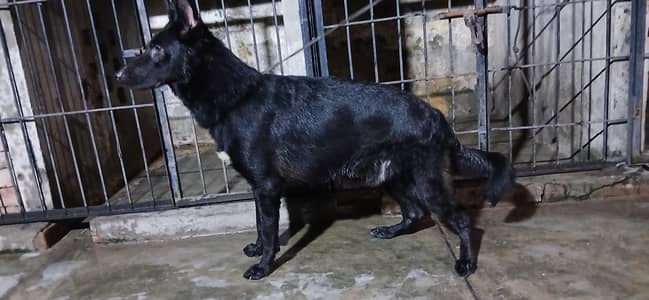 black german shepherd