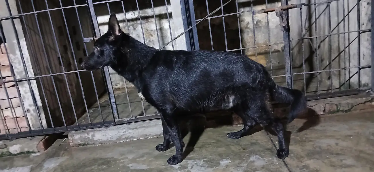 black german shepherd — photo 2