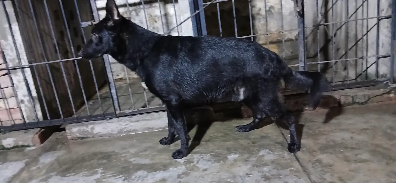black german shepherd — photo 3