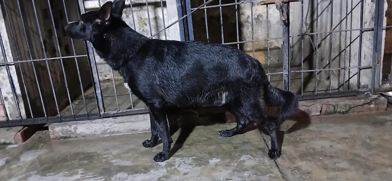 black german shepherd — photo 4