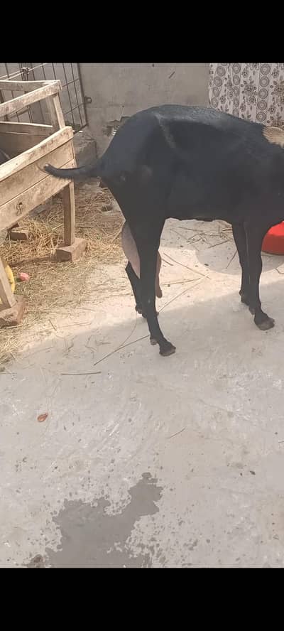 beetal breed. Whatsapp only 03418741412