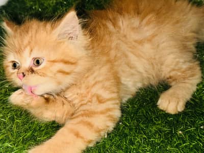 Triple coat | Punched Face | 45 days old | litter trained Kitten