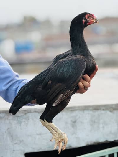 Aseel hen