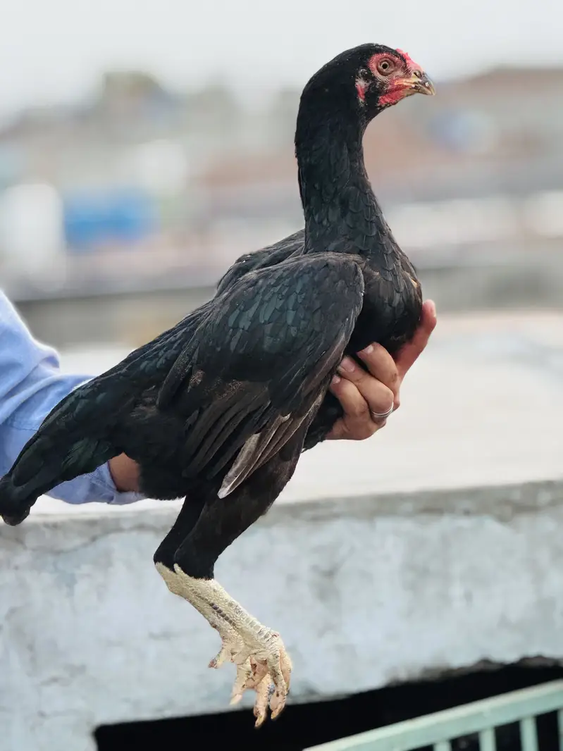 Aseel hen — photo 3