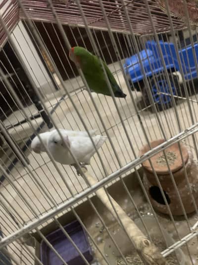 lovebird 1 Pair and 1 Single