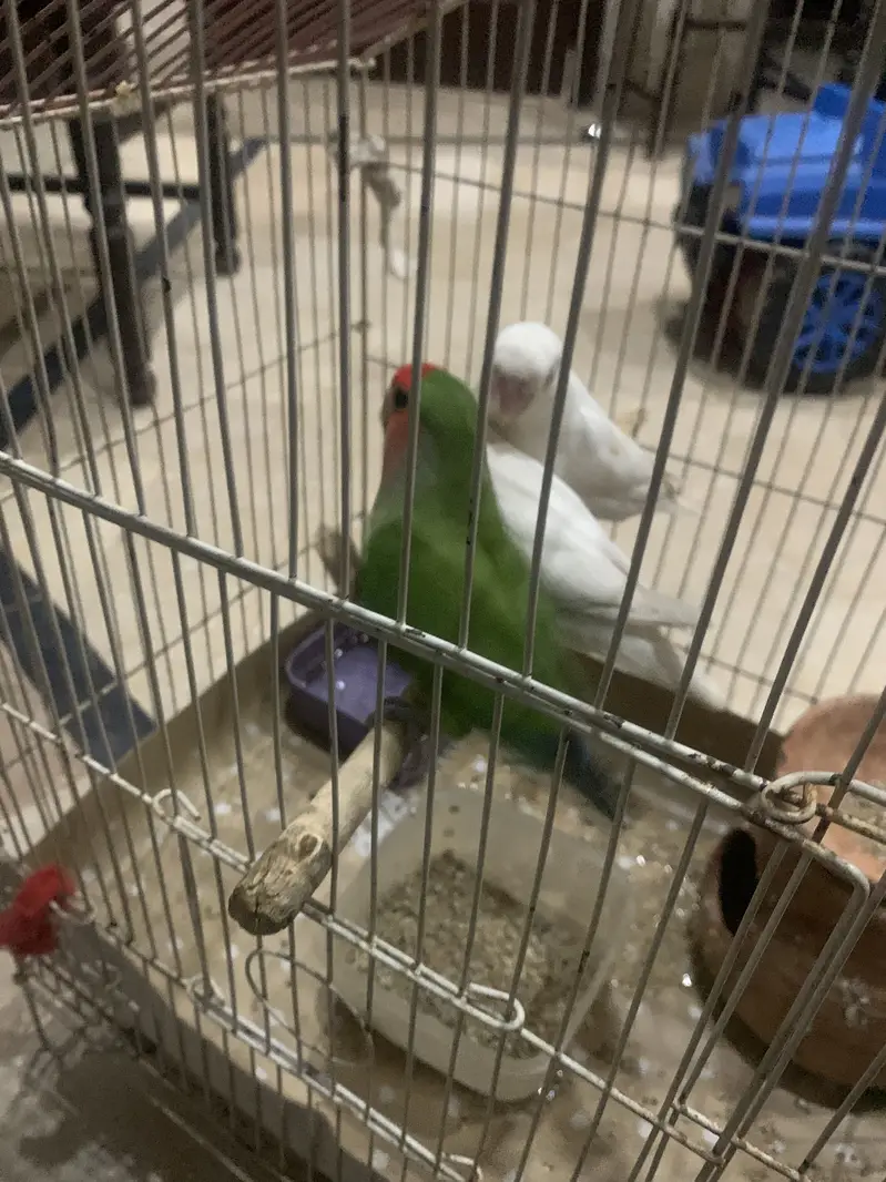 lovebird 1 Pair and 1 Single — photo 2