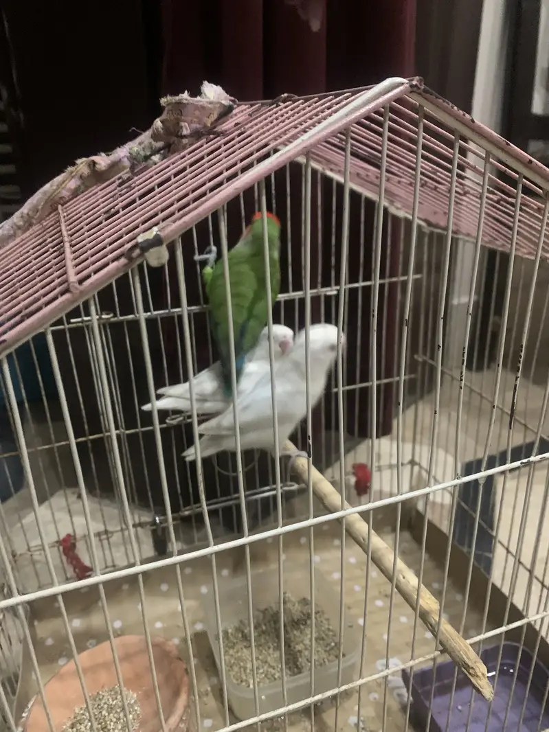 lovebird 1 Pair and 1 Single — photo 3