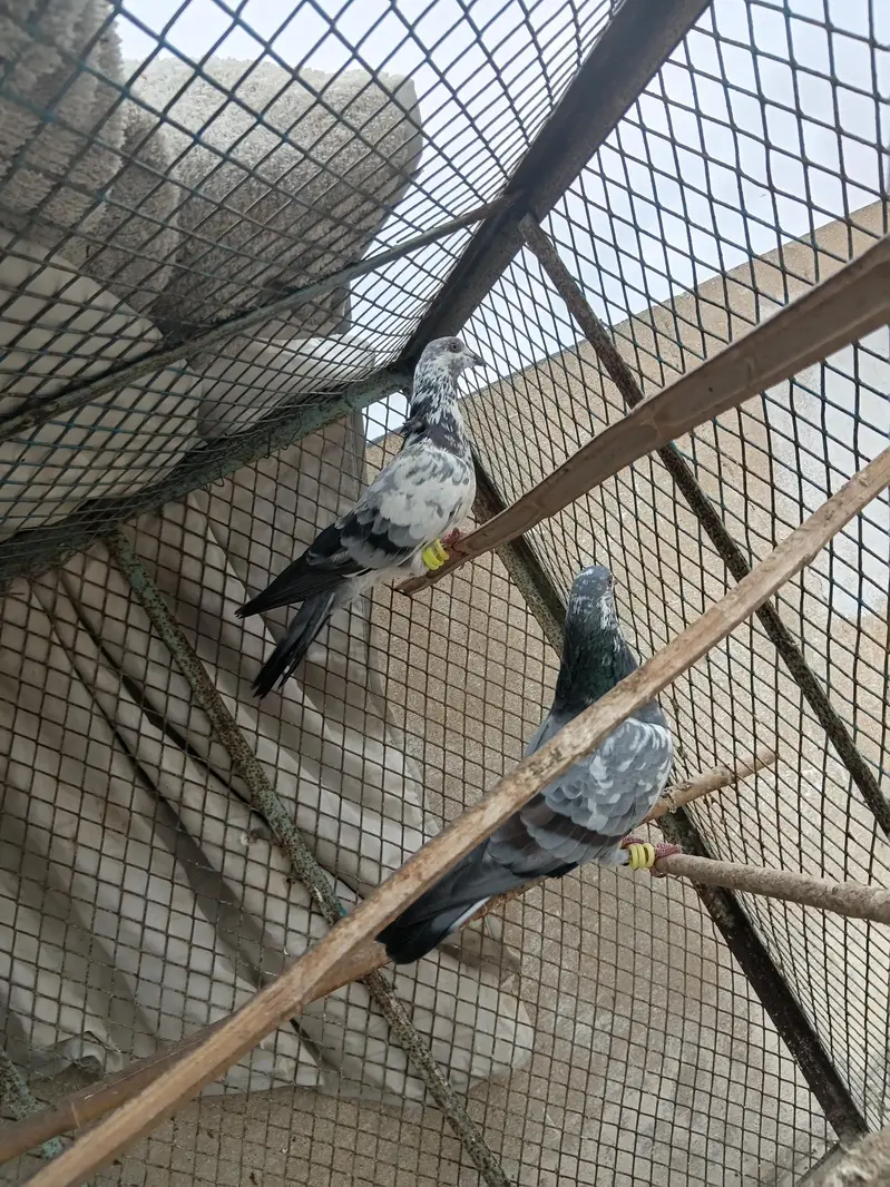 Patti wala Pair — photo 2