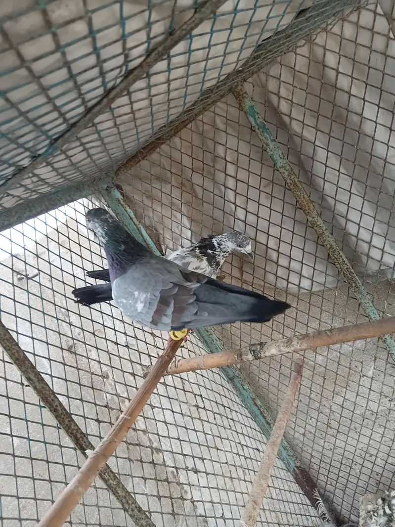Patti wala Pair — photo 3