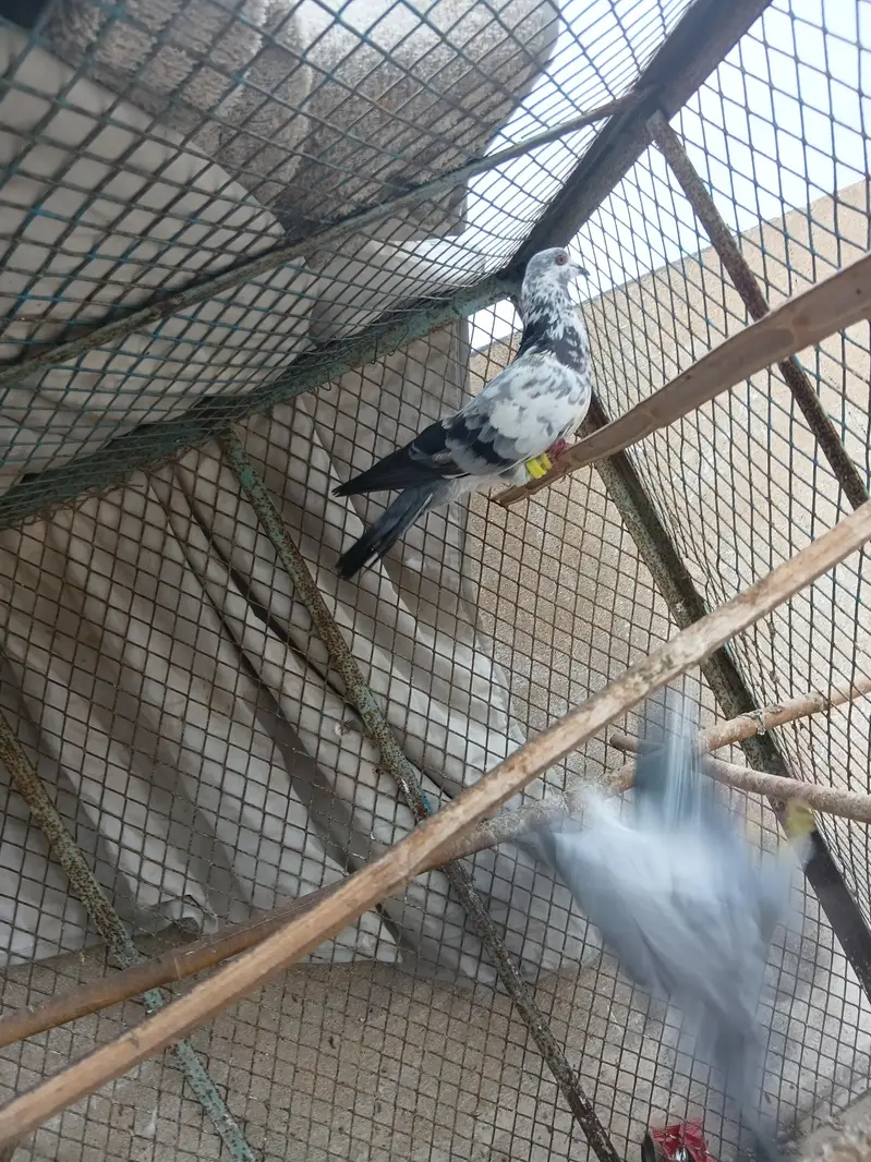 Patti wala Pair — photo 4