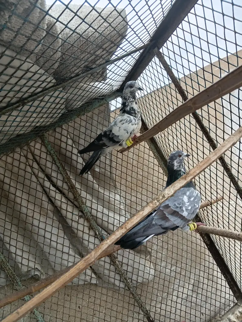 Patti wala Pair — photo 5