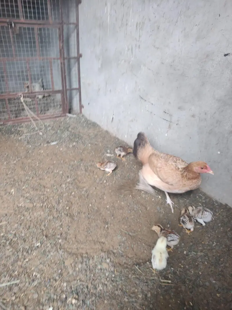 2 Aseel murghiyan 10 bachon ke saath — photo 7