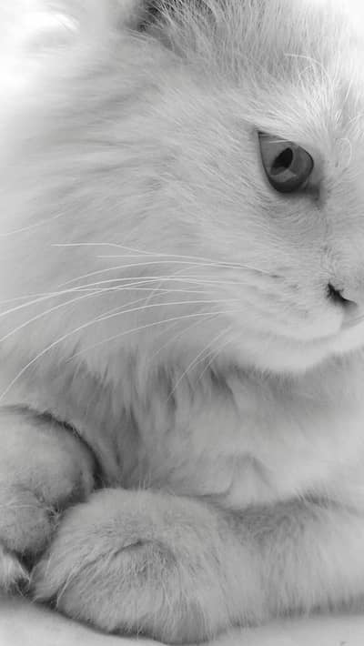Persian male cat