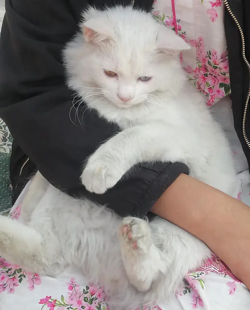 Persian male cat — photo 2
