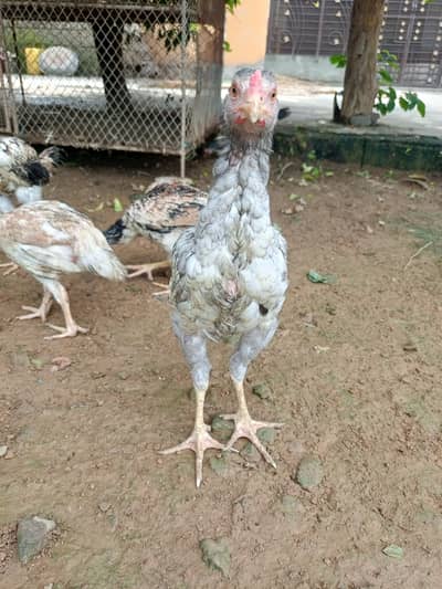 Aseel Choza for sale