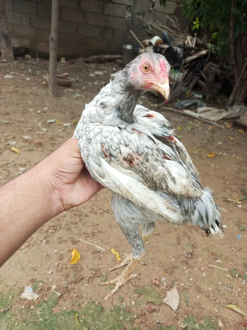 Aseel Choza for sale — photo 2