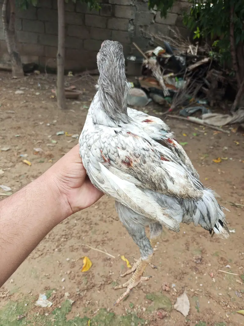 Aseel Choza for sale — photo 3