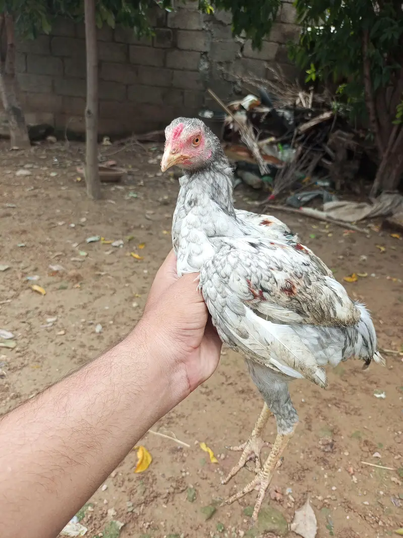 Aseel Choza for sale — photo 4