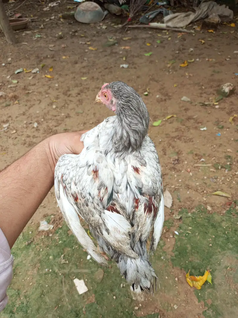 Aseel Choza for sale — photo 5