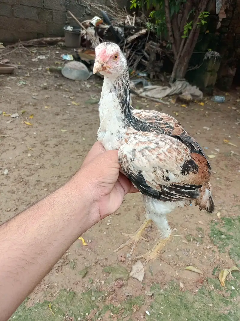 Aseel Choza for sale — photo 6