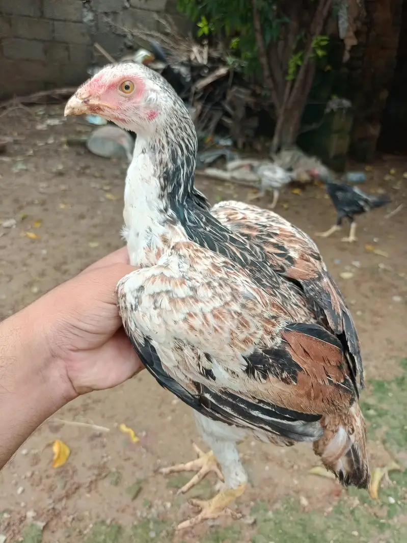 Aseel Choza for sale — photo 7