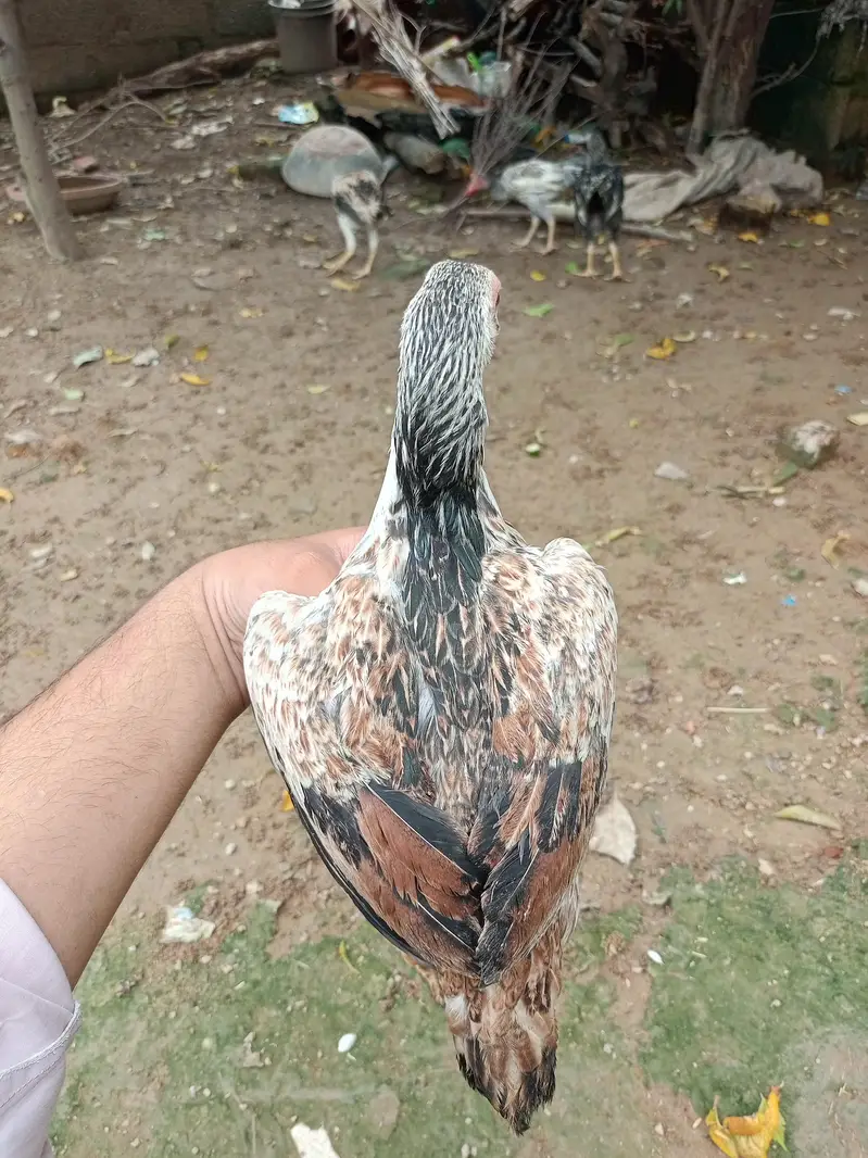 Aseel Choza for sale — photo 8