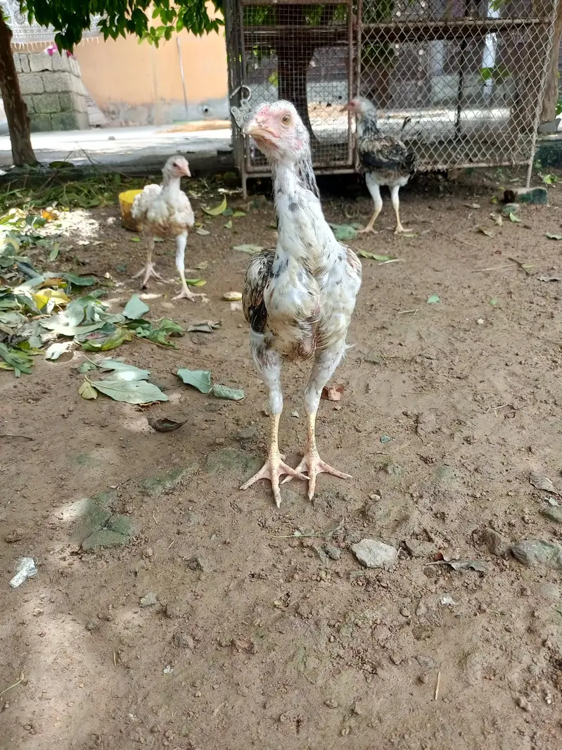 Aseel Choza for sale — photo 9